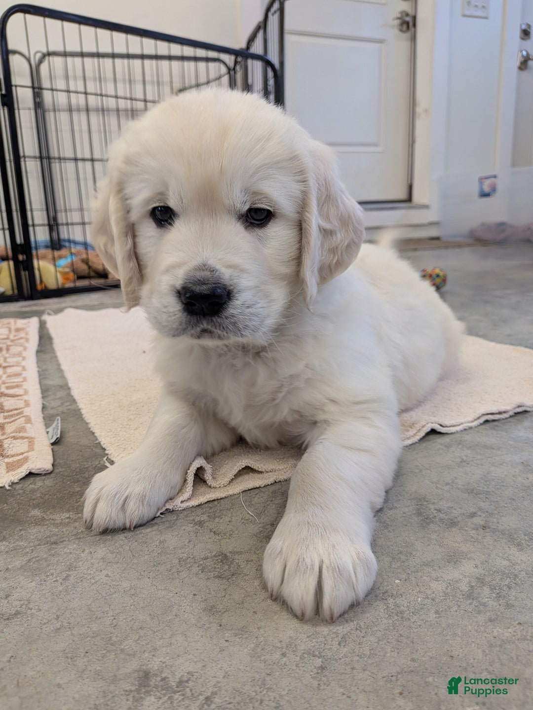 Golden Retriever dogs for sale: Echo - Ad 4
