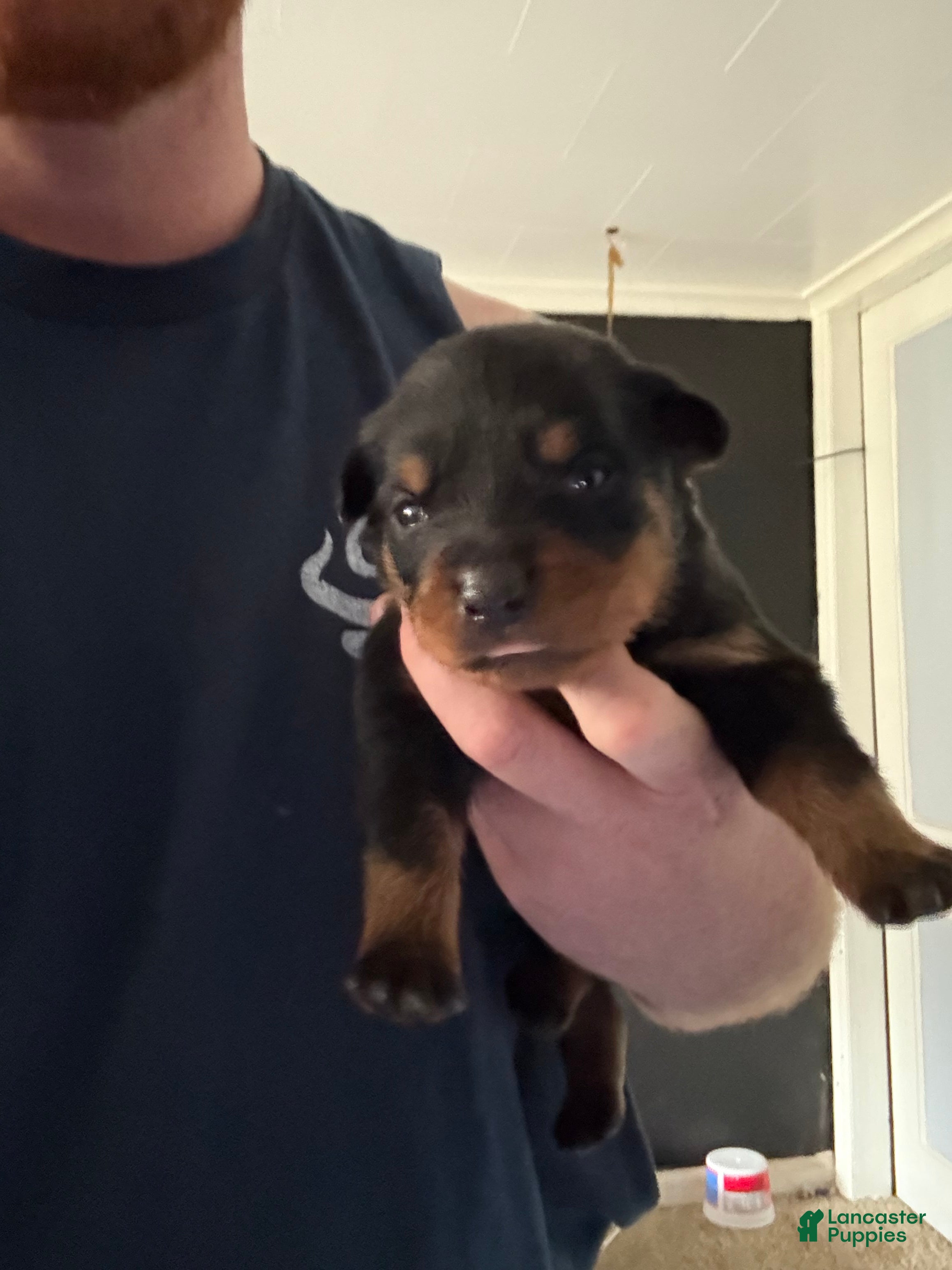 Rottweiler dogs Rottweiler 2 - Ad 31