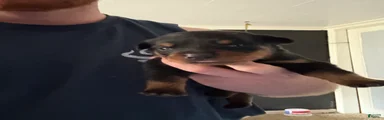 Rottweiler 2