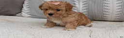 Havapoo dogs for sale: Tara - Ad 7