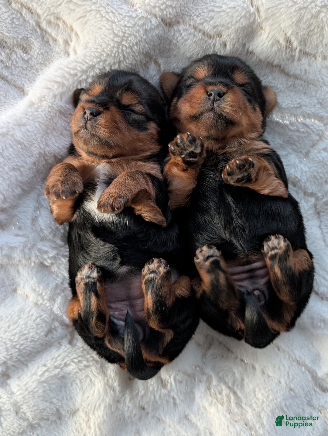 Yorkshire Terrier dogs for sale: Princess  - Ad 5