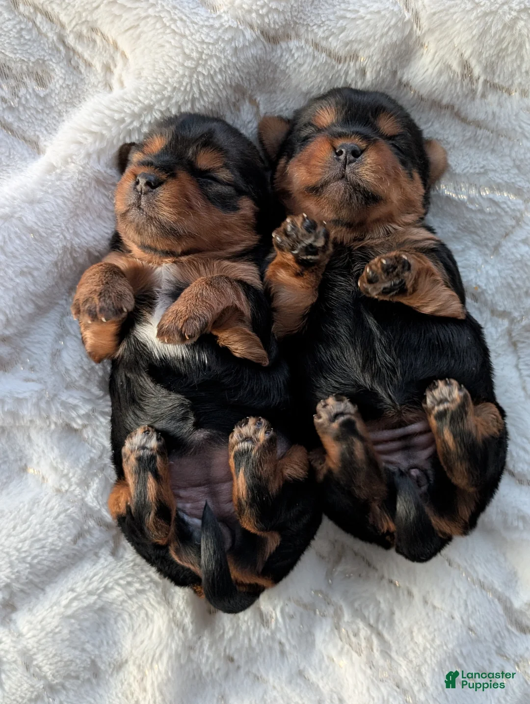 Yorkshire Terrier dogs for sale: Princess  - Ad 12