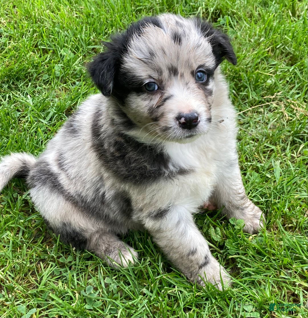 Australian Shepherd dogs for sale: Australian Shepherd Puppy 3 - Ad 3