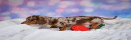Miniature Dachshund dogs for sale: Bowser - Ad 5