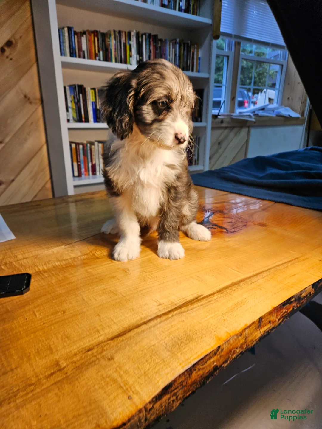 Mixed Breed dogs for sale: Harry - Ad 8