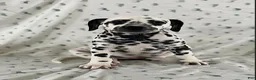 Dalmatian dogs for sale: Dixie - Ad 3