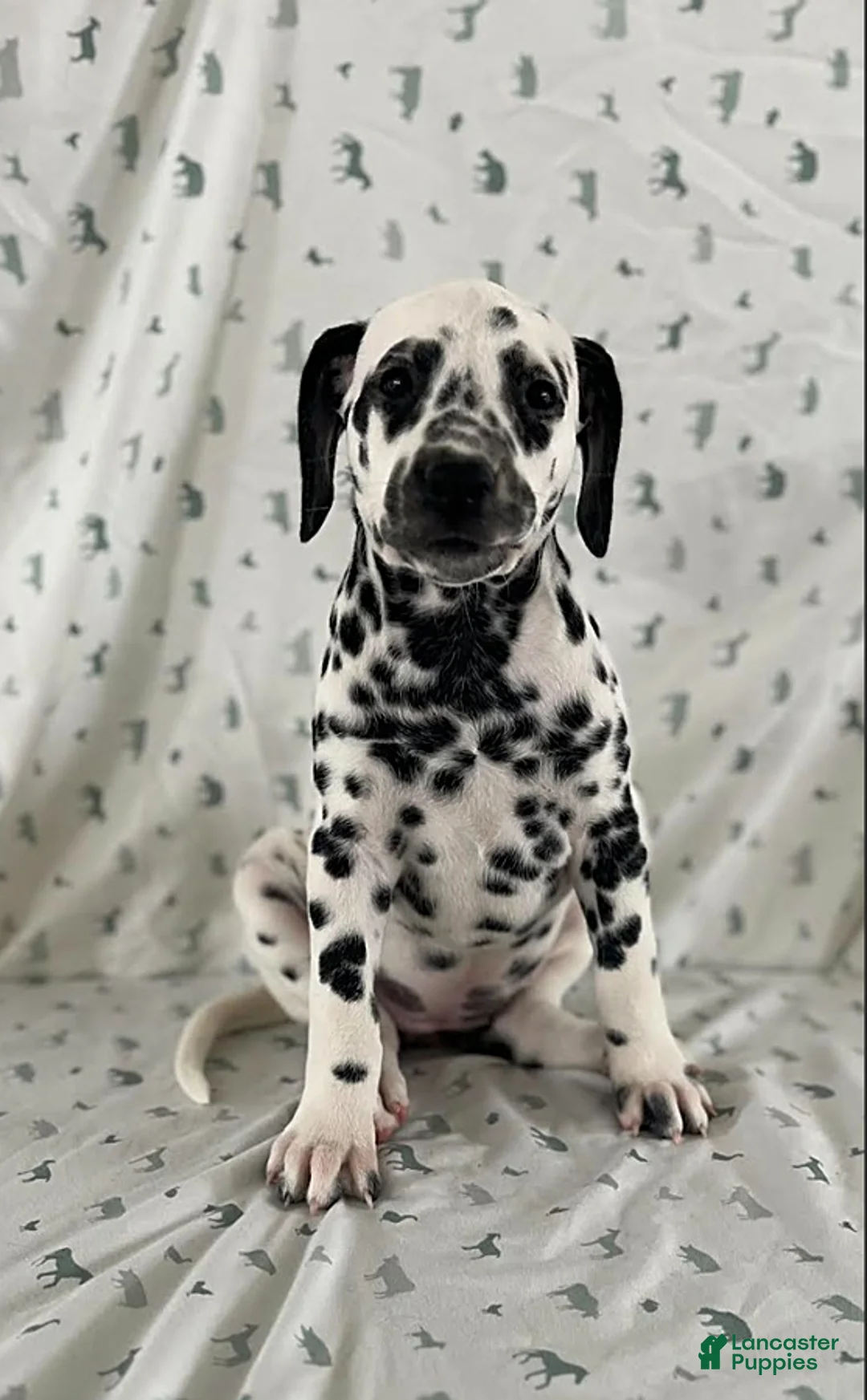 Dalmatian dogs for sale: Dixie - Ad 3
