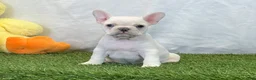 French Bulldog dogs for sale: Dixie - Ad 5