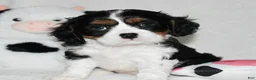 Cavalier King Charles Spaniel dogs for sale: Ugo  - Ad 5