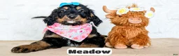 Bernedoodle dogs for sale: Meadow - Ad 10