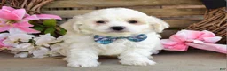 Maltese dogs for sale: Milo - Ad 5