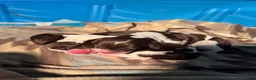 English Springer Spaniel dogs for sale: English Springer Spaniel 5 - Ad 9