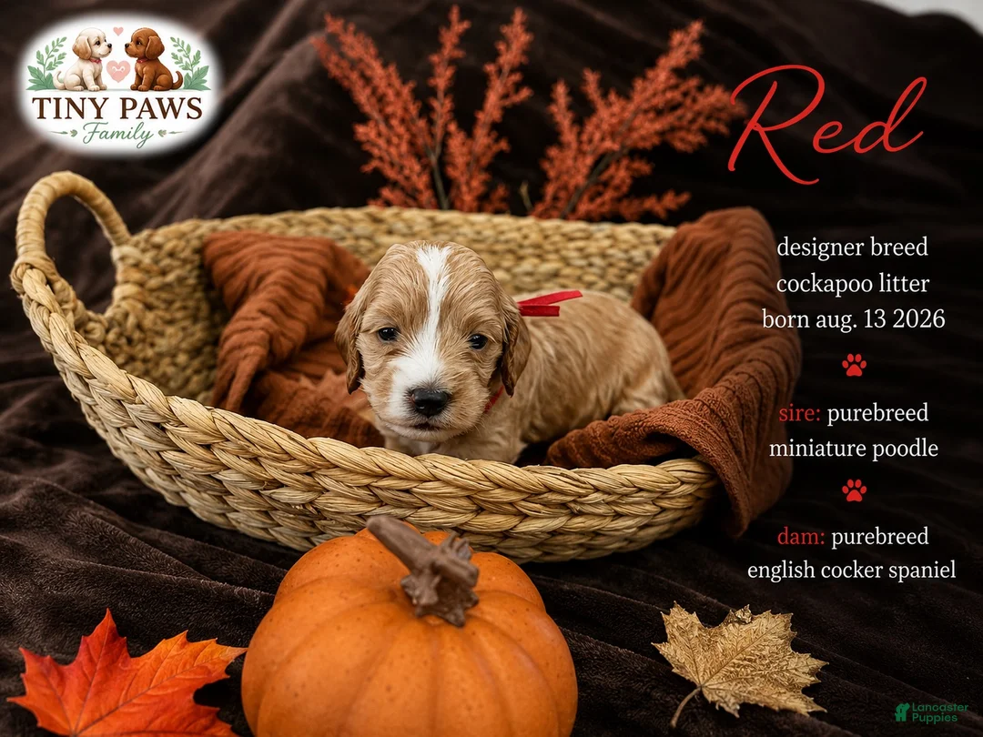 Cockapoo dogs for sale: Red Collar - Ad 1