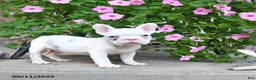 French Bulldog dogs for sale: Fritz - Ad 3