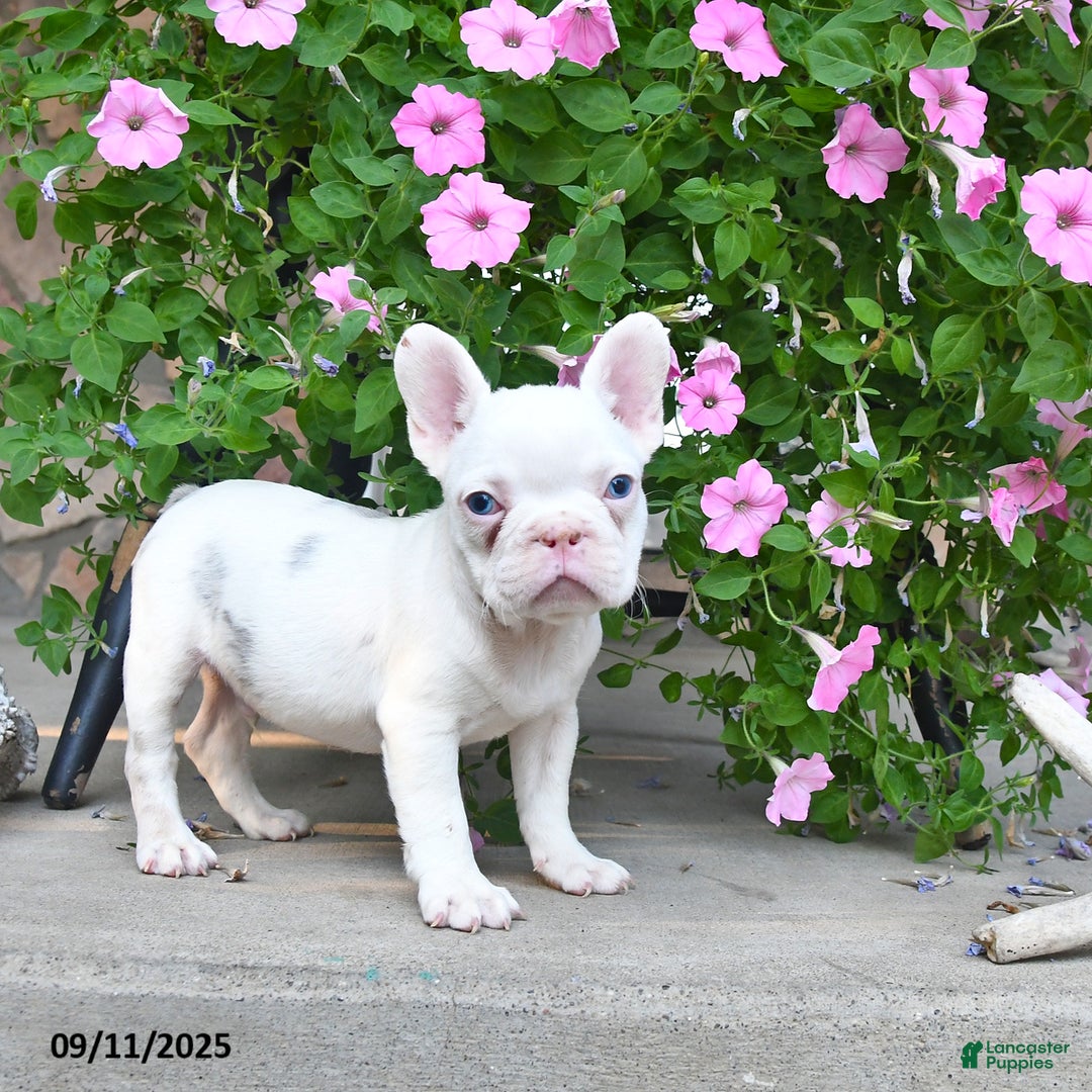 French Bulldog dogs for sale: Fritz - Ad 3