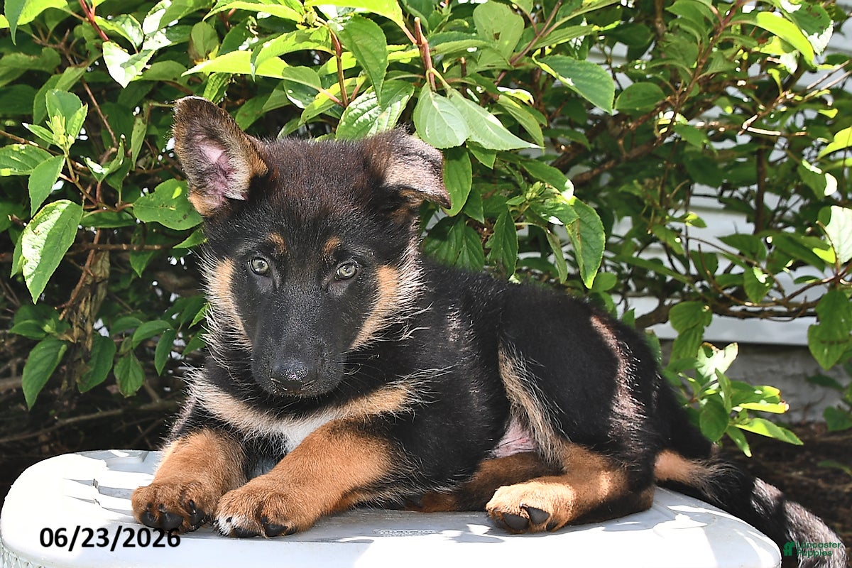 German Shepherd dogs Majesty - Ad 1