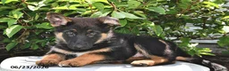 German Shepherd dogs for sale: Majesty - Ad 1