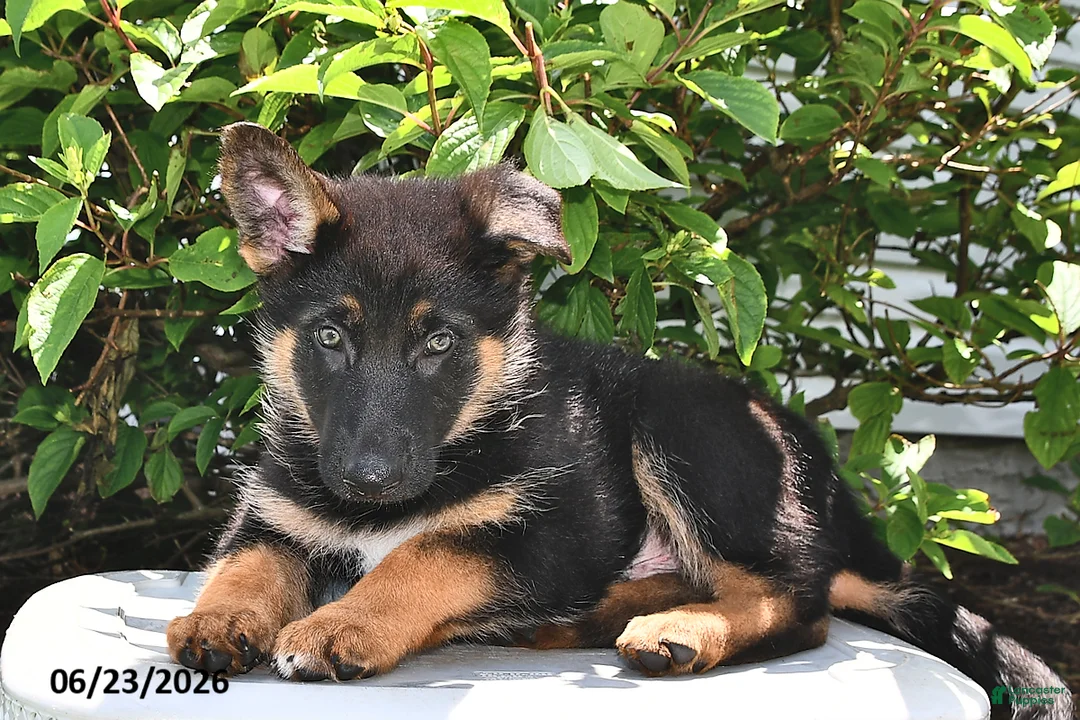 German Shepherd dogs for sale: Majesty - Ad 1