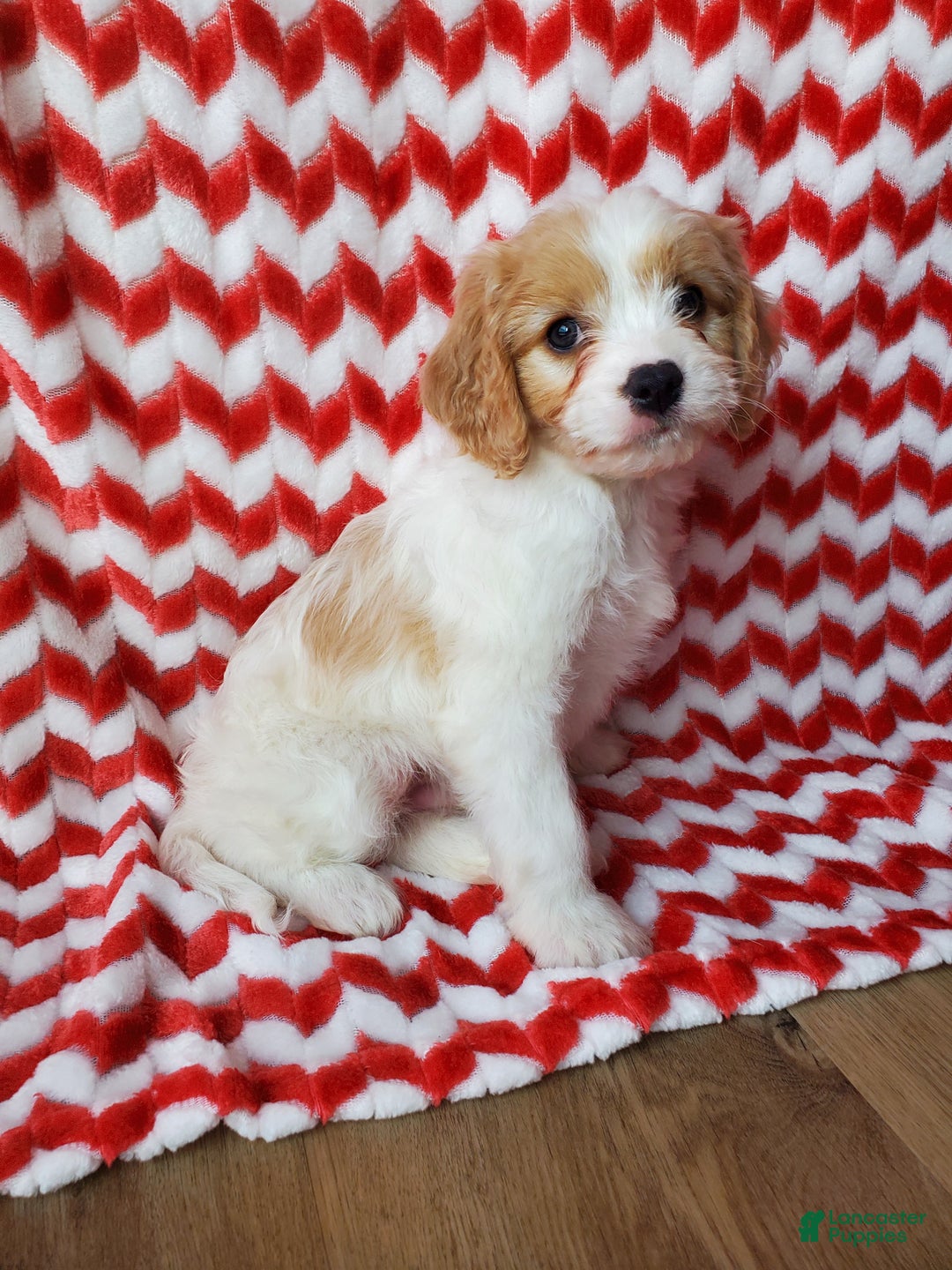 Cavachon dogs for sale: Milky Way - Ad 1