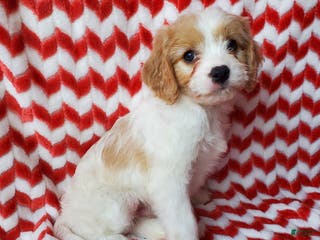 Cavachon dogs Milky Way - Ad 23