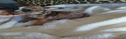 Frenchton dogs for sale: Gremlin/Cheetah - Ad 7