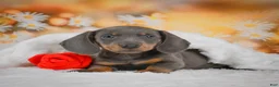 Miniature Dachshund dogs for sale: Dallas - Ad 7