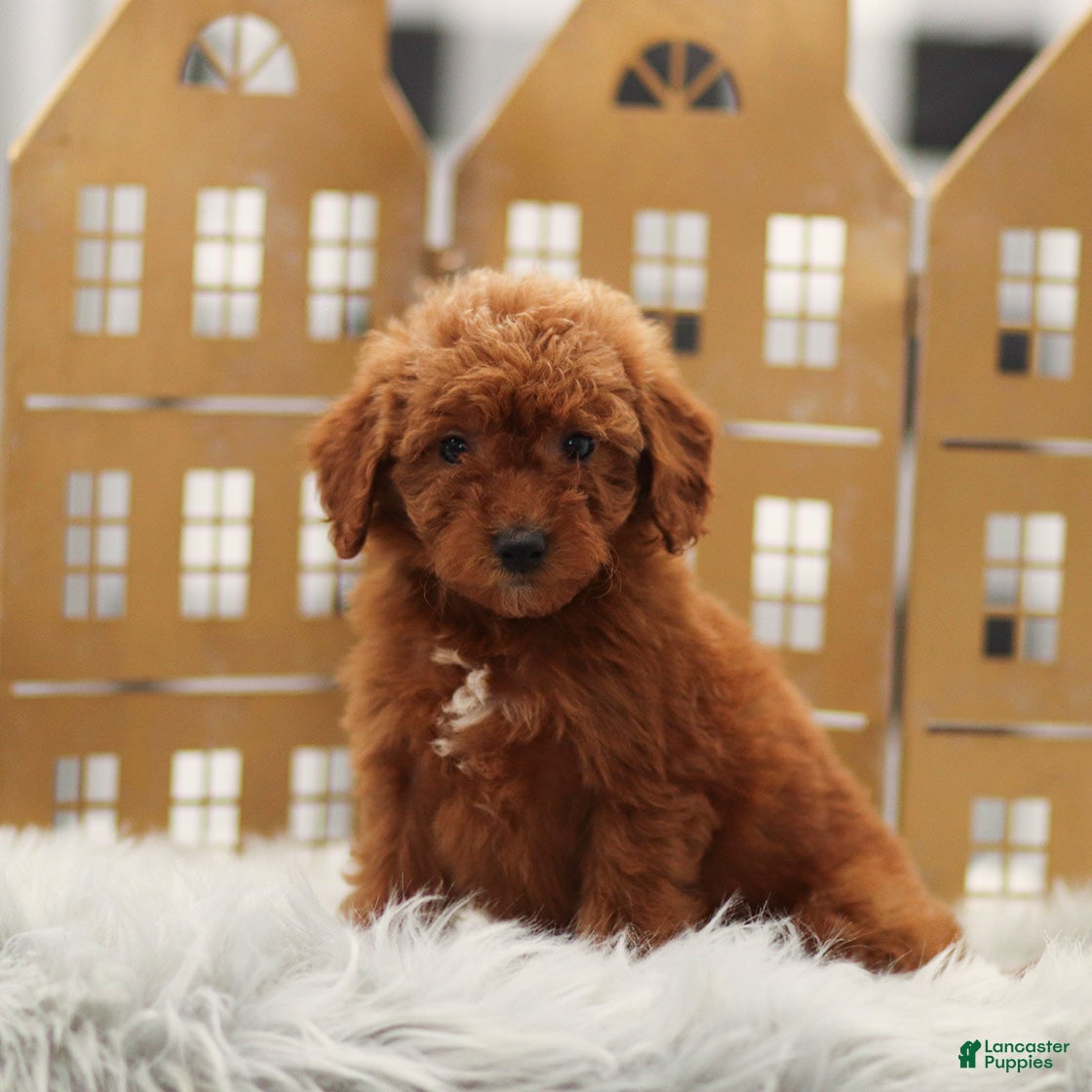 Goldendoodle dogs Lily - Ad 2
