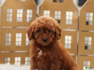 Goldendoodle dogs Lily - Ad 26