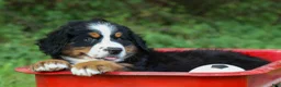 Bernese Mountain Dog dogs for sale: SCOUT - Ad 10