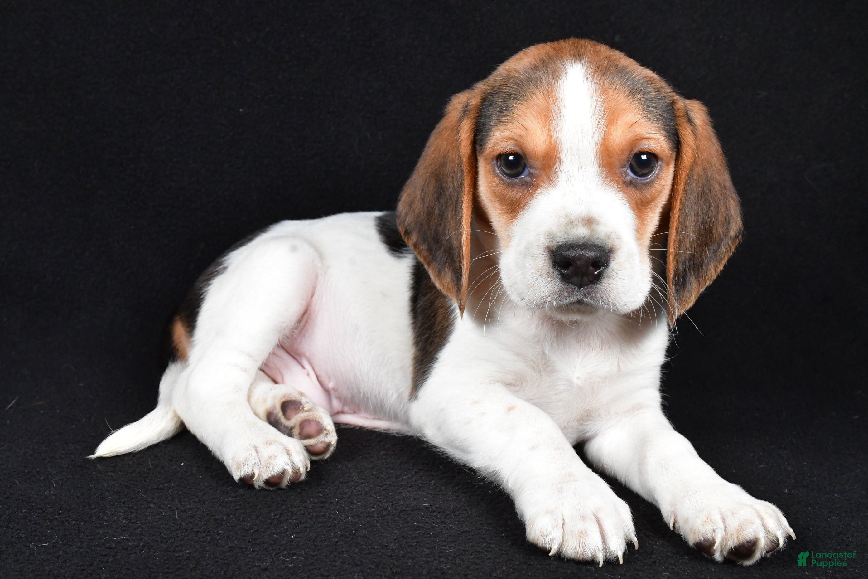 Beagle dogs Alex - Ad 1