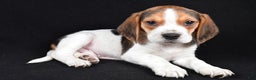 Beagle dogs for sale: Alex - Ad 1