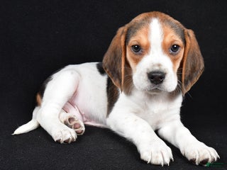 Beagle dogs Alex - Ad 2