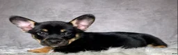 Mixed Breed dogs for sale: Mr. Hunter  - Ad 8