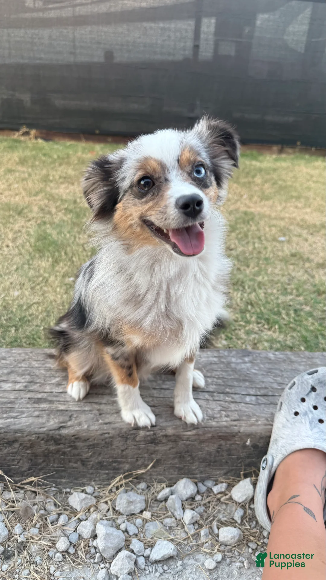 Toy Australian Shepherd dogs for sale: Toy Australian Shepherd Puppy 2 - Ad 2