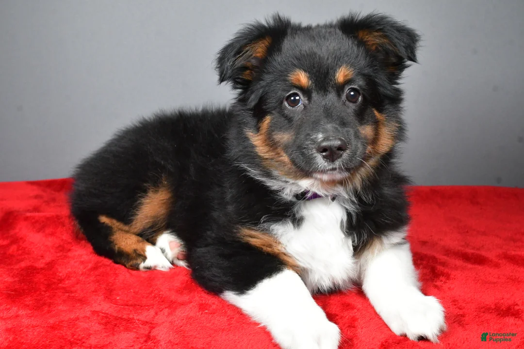 Miniature Australian Shepherd dogs for sale: Hope - Ad 2