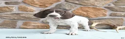 German Shorthaired Pointer dogs for sale: Flow  - Ad 1