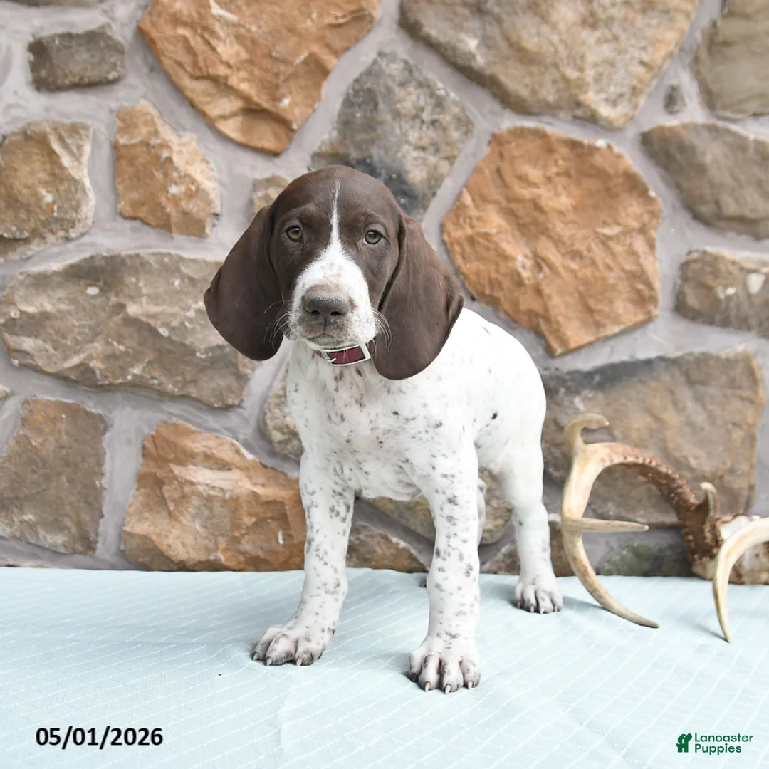 German Shorthaired Pointer dogs for sale: Flow  - Ad 1