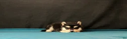 Pomsky dogs for sale: Savannah - Ad 4