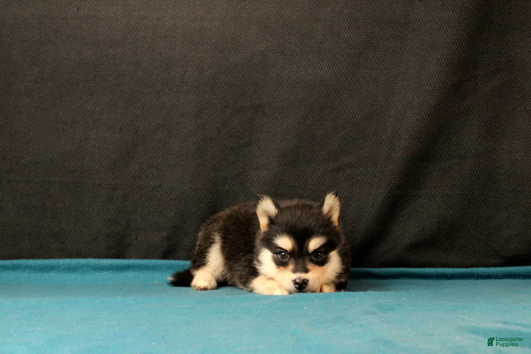 Pomsky dogs for sale: Savannah - Ad 4