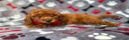 Mini Goldendoodle dogs for sale: Smokey - Ad 8