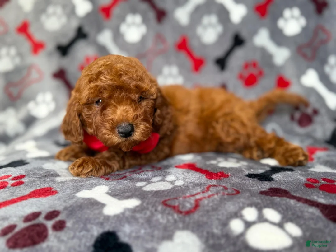 Mini Goldendoodle dogs for sale: Smokey - Ad 8