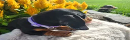 Miniature Dachshund dogs for sale: Zurie - Ad 16