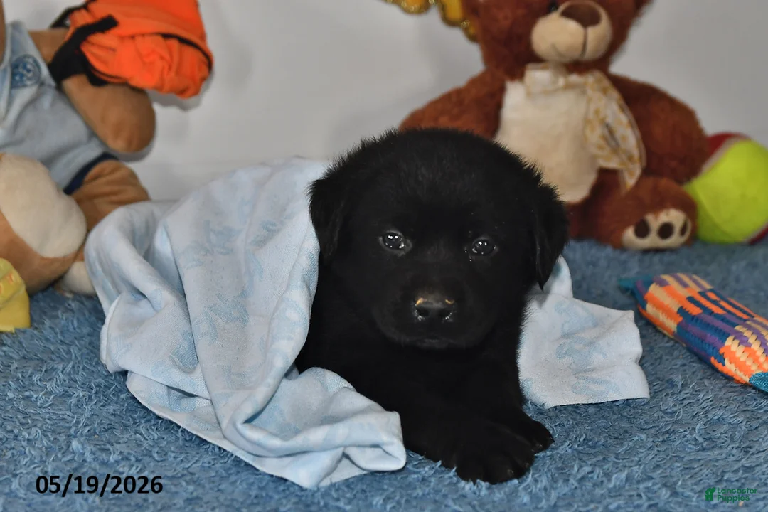 Labrador Retriever dogs for sale: Buddy - Ad 1