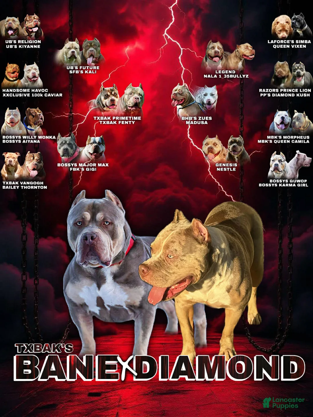 American Bully dogs for sale: American Bully Puppy 6 - Ad 1