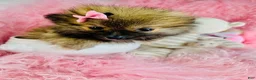 Pomeranian dogs for sale: Pomeranian 1 - Ad 1