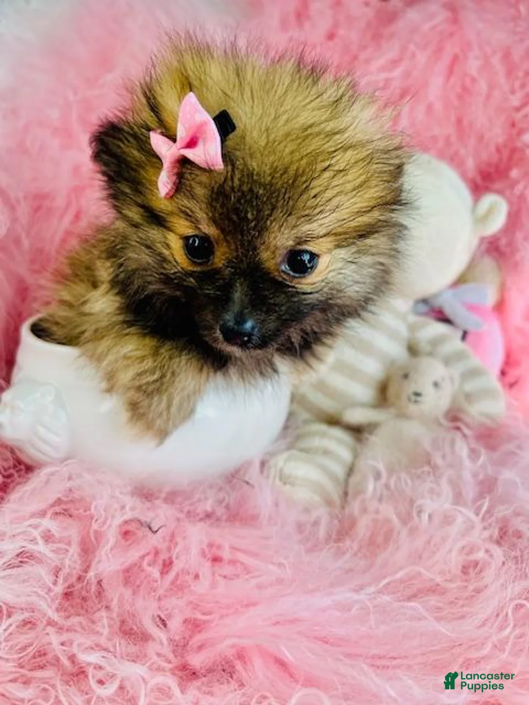 Pomeranian dogs for sale: Pomeranian 1 - Ad 1