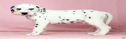 Dalmatian dogs for sale: Sprinkle - Ad 5