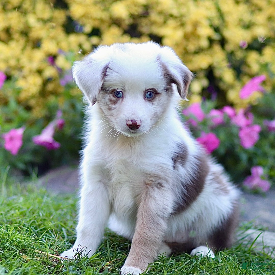 Miniature Australian Shepherd dogs for sale: Georgia - Ad 2