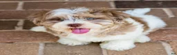 Shihpoo dogs for sale: Bennett - Ad 7
