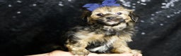 Yorkiepoo dogs for sale: Wolfie - Ad 2